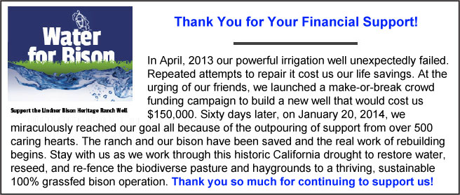 In April, 2013 our powerful irrigation well unexpectedly failed. Repeated attempts to repair it cost us our life savings. At the urging of our friends, we launched a make-or-break crowd funding campaign to build a new well that would cost us $150,000. Sixty days later, on January 20, 2014, we miraculously reached our goal all because of the outpouring of support by over 500 caring hearts. The ranch and our bison have been saved and the real work of rebuilding begins. Stay with us as we work through this historic California drought to restore water, reseed, re-fence the biodiverse pasture and haygrounds to a thriving, sustainable 100% grassfed bison operation.